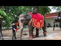 ช้างกำลังประชุมกัน คนอย่าเข้าใกล้ เเห่งานบวช big elephant