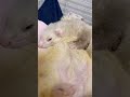 ぎゅっとして寝るフェレット shorts ferret cuteanimals