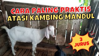 CARA MENGATASI KAMBING MAJER (MANDUL) : KAWIN BERULANG KALI TETAP GAGAL‼️