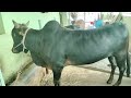 ನಮ್ಮ ಮಲೆನಾಡು ಗಿಡ್ಡ ಕೊಟ್ಟಿಗೆ. malenadugidda cow bulllovers cowshed farmingbusinessideas malnad