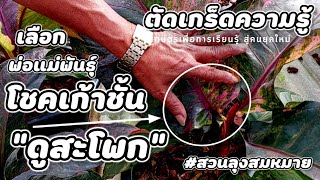 ตัดเกร็ดความรู้ | แนะนำการเลือกพ่อแม่พันธุ์โชคเก้าชั้น\