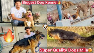 Biggest Dog Kennel In Up🔥Top Quality Dogs🐶|| Highway Par Kise N Apna Dog Chhod D