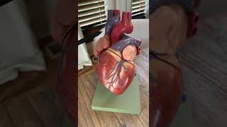 Anatomy Dr. Biel quick tour anterior exterior heart