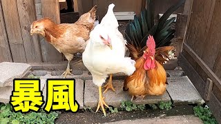 山飼育は強風をモロに受けてしまいます…【ニワトリ飼育】 164話目