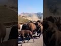 Bison Buffalo Stampede! #nature #nationalpark #camper #buffs