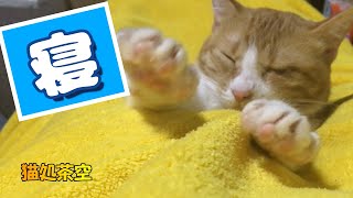 飼い主のお腹の上で良く寝る猫🐱　第一〇六話　おねむな茶空ちゃん