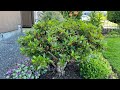 Azalea, Girard's Fuchsia, Pruned to Reduce Size (Year 3) June 7