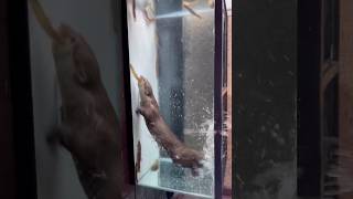 どじょう食べ放題に興奮するカワウソ！笑An otter excited about all-you-can-eat loach! Lol#otter #shorts #pets