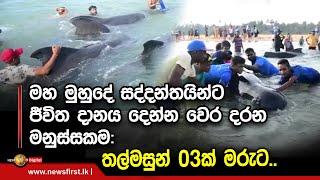 මහ මුහුදේ සද්දන්තයින්ට ජීවිත දානය දෙන්න වෙර දරන මනුස්සකම: තල්මසුන් 03ක් මරුට..