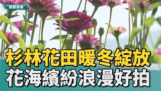 彩帶花田 | 杉林花田暖冬提早綻放 花海繽紛浪漫超好拍