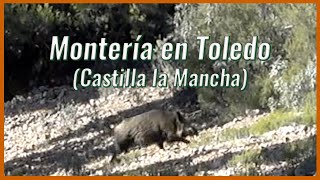 💥🐗 MONTERÍA EN TOLEDO 💥🐗 (CASTILLA LA MANCHA) - ENERO 2023 | Videos de Caza