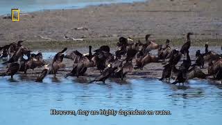 Wildlife of Iran: Migrating Birds/ حیات وحش ایران: پرندگان مهاجر