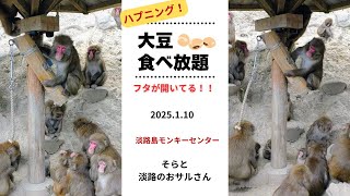 【淡路島モンキーセンター】 ハプニング！大豆☆食べ放題！　2025.1.10  【Awajishima Mokey Center】