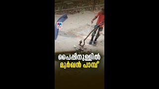 ശബരിമല ബെയ്ലി പാലത്തിന് സമീപം ഉപയോഗ ശൂന്യമായി കിടന്ന പൈപ്പിൽ നിന്ന് മൂർഖൻ പാമ്പിനെ പിടികൂടി