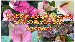 No:352 කොහොමද එ ටික බලන්නකෝ