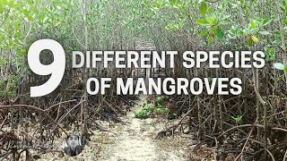 9 Species of Mangroves I Negros Occidental, Philippines I Endangered I  Roven Dueñas