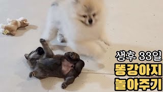 Fostering a dog: 33-day-old puppy playing with a dog