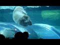 ホッキョクグマ　リラの牛骨遊び 水中ver.　polar bear lila plays in the water　 円山動物園 ホッキョクグマ リラ