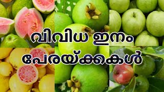 വിവിധ ഇനം പേരയ്ക്കകൾ | Variety Guava | Perakka krishi | Guava farming