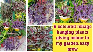 5 purple coloured foliage hanging plants giving colour to my garden easy grow/ hardy