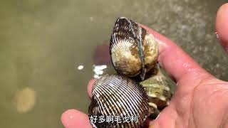 爆桶咯？一起来 #抓螃蟹 #赶海生活 #真实户外 #徒手抓鱼 #螃蟹🦀