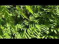 hard to video giant chain fern.