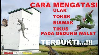 Cara Mengatasi Hama Tokek, Ular, Biawak dan Tikus pada RBW