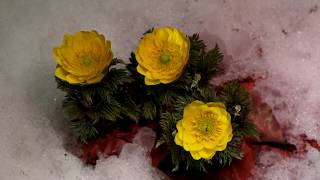 Far East Amuｒ adonis flowering time lapse ～福寿草の開花・微速度撮影