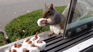 Squirrels' reactions to winter First Aid Kit