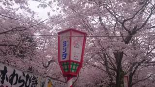 鳥取県 倉吉市 打吹公園 桜