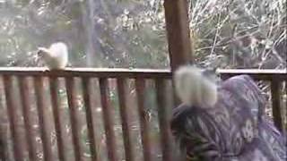 Two White Squirrels #1