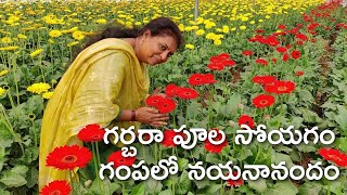 Gerbera flowers/ Poly green house/ Commercial flower crop /Horticulture/ green house