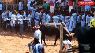 Tiruppur Alagumalai Jallikattu Part 2 | திருப்பூர் அலகுமலை ஜல்லிக்கட்டு