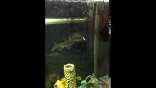 insane snakehead vs pike