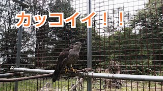 初めてこんなに近くで見た！？カッケー！！