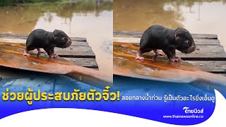 สาวพายเรือ ช่วยชีวิตผู้ประสบภัยตัวจิ๋ว ลอยอยู่กลางน้ำท่วม รู้เป็นตัวอะไรยิ่งเอ็นดู! | social-42-PP