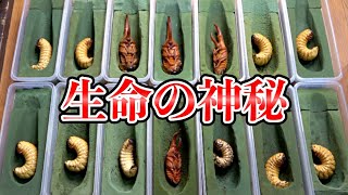 世界最大のカブトムシの様子がおかしくなっていたので緊急事態に備えました