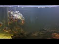 Amazon Piranha Red Belly Feeding (Carp) Makan Piranha (WARNING LIVE FEEDING)