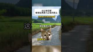 當過年回家，被堵在離家幾公裏的路上 #貓meme小劇場 #貓meme#小故事