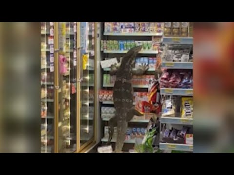 Huge Lizard Climbs Shelf In Thailand Supermarket Giant Lizard