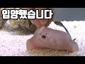 아싸! 가오리를 입양했습니다~ Raising super mini stingrays [해수인TV]