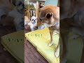 接客する看板犬ひらめ店長　 シニア犬 dog シーズー