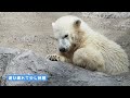 プール開きは滝壺から♪泳ぎを練習するホッキョクグマのゆめピリカはいつも監視員~polar bear cub is practicing swimming