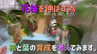 水栽培胡蝶蘭の根と株の安定について考えてみます。