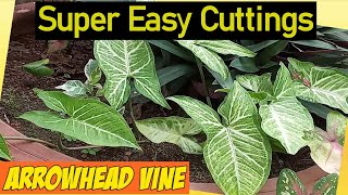 Super Easy: Arrowhead Vine Cuttings