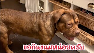 หมาขี้อ้อน ชีวิตของไทซัน | Nammy E