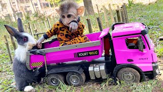 BinBin Monkey Rabbit goes supper truck to pick fruit