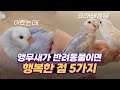 Before You Start Raising Small Parrots, Rosellas, or Lovebirds, You Must Watch This!! #Small Parrots