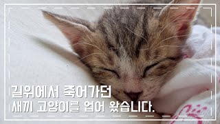 죽어가던 새끼 길고양이를 업어 왔습니다🐱