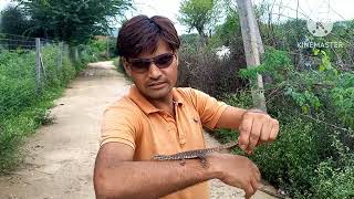 rescue baby monitor Lizard from Virat Nagar #youtube #shorts #animals